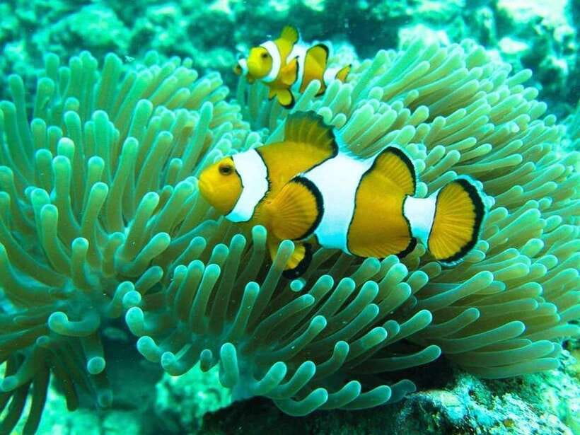 Phuket: 3 Khai Islands Relax & Snorkeling Half/Full Day Tour - Key points at a glance