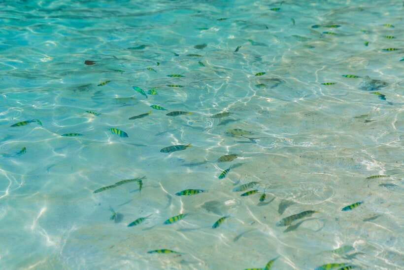 Phuket: 3 Khai Islands Relax & Snorkeling Half/Full Day Tour - How the price works out
