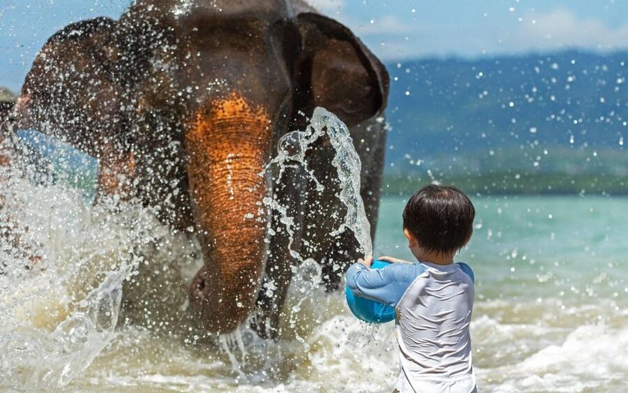 Phuket:Beach walk with elephants, rain & care. 2.5 hours - My verdict on Lily Elephant Camp Phuket