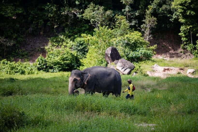 Phuket: Bukit Elephant Park Sanctuary Walk and Feed Tour - Why the no-riding policy matters at Bukit
