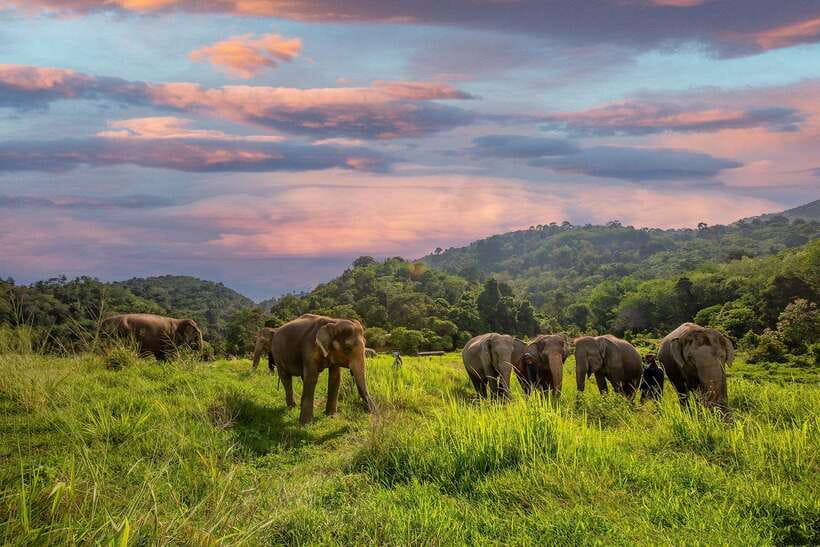 Phuket: Bukit Elephant Park Sanctuary Walk and Feed Tour - Arriving at a calm elephant home