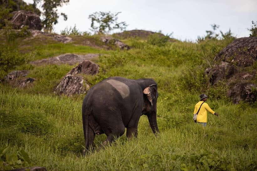 Phuket: Bukit Elephant Park Sanctuary Walk and Feed Tour - Walking beside elephants instead of directing them