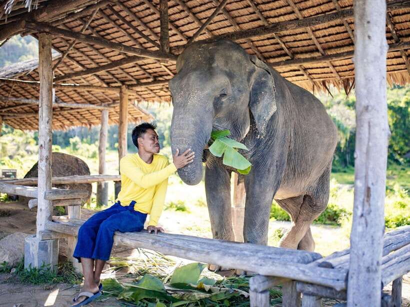 Phuket: Bukit Elephant Park Sanctuary Walk and Feed Tour - Who will enjoy this Phuket elephant experience