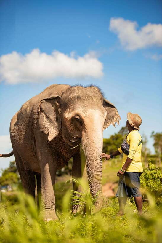 Phuket: Bukit Elephant Park Sanctuary Walk and Feed Tour - Starting with hotel pickup around Phuket