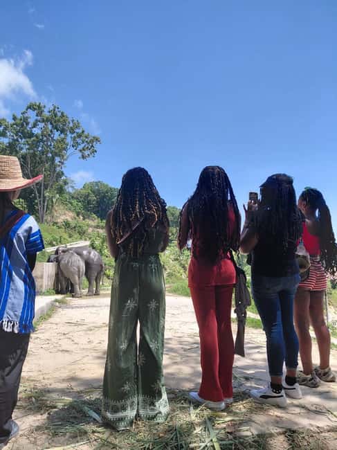 Phuket: Eco Guided Tour at Elephant Sanctuary - From Mae Wang to Patong