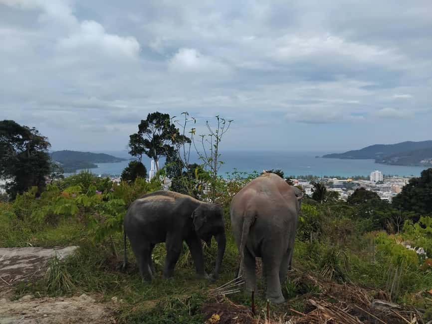 Phuket: Eco Guided Tour at Elephant Sanctuary - Feeding Without Turning It Into a Show