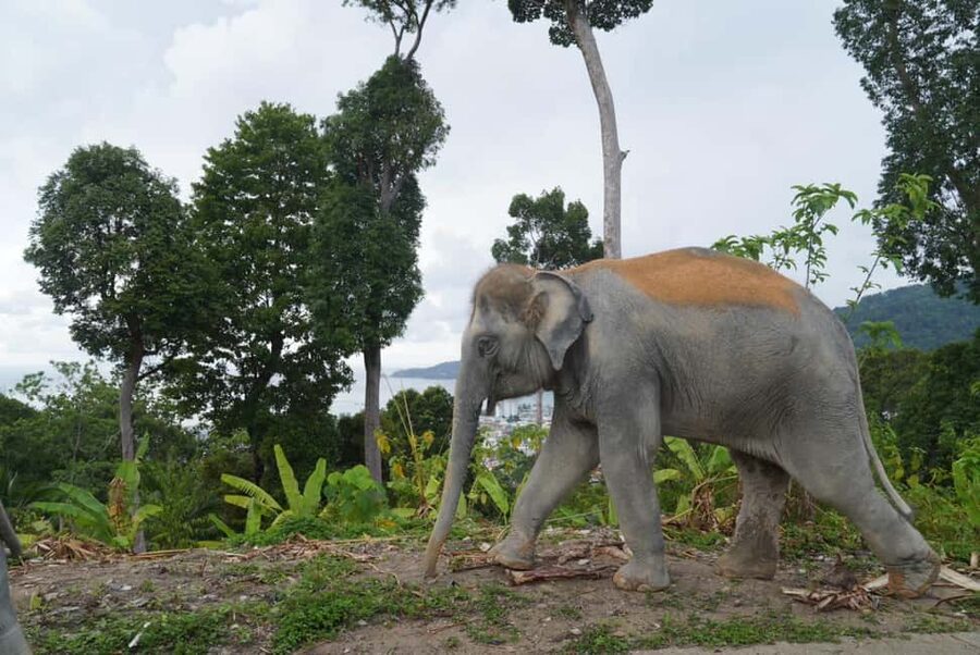 Phuket: Eco Guided Tour at Elephant Sanctuary - Is $32 a Fair Price?