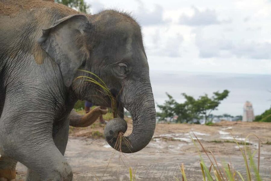Phuket: Eco Guided Tour at Elephant Sanctuary - Who Will Enjoy This Visit Most?