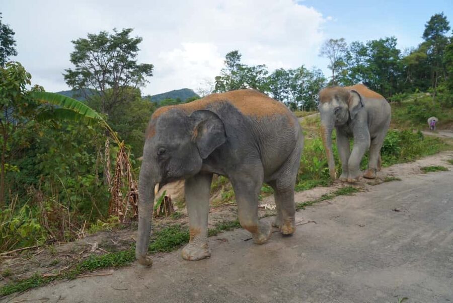 Phuket: Eco Guided Tour at Elephant Sanctuary - Should You Book the Hill Tribe Elephant Village?
