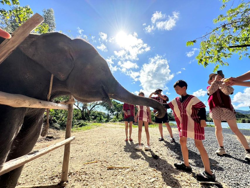 Phuket: Elephant Experience with Lunch or Dinner and Pickup - Meeting Phuket’s Elephants Without a Saddle