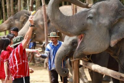 Elephant Experience with Lunch or Dinner and Pickup