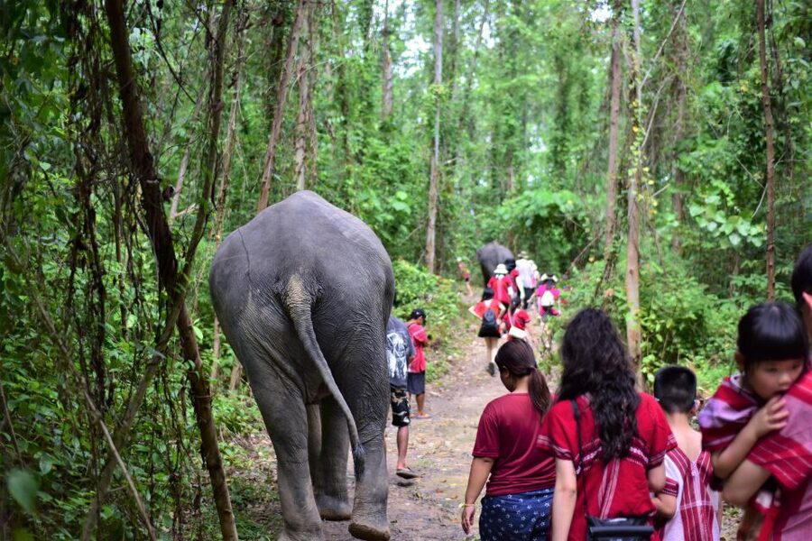 Phuket: Elephant Experience with Lunch or Dinner and Pickup - Photos, Souvenirs, and What to Pack