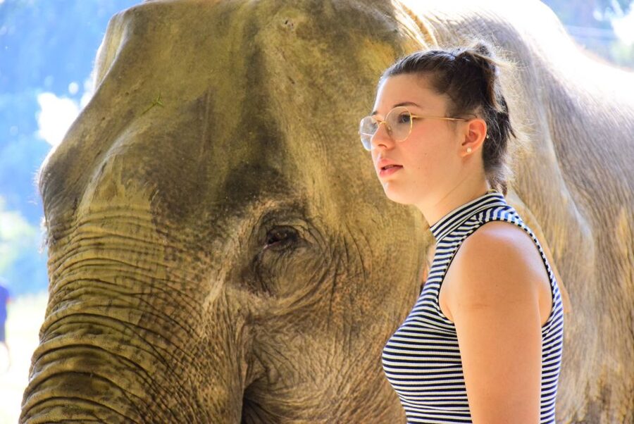 Phuket: Elephant Feeding Program - A quick elephant encounter in Choeng Thale