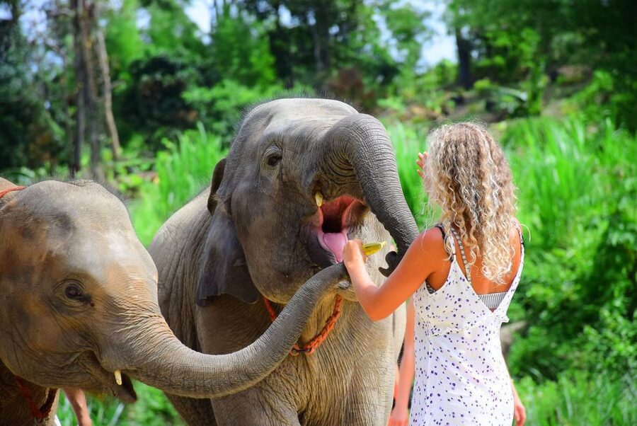 Phuket: Elephant Feeding Program - Preparing the elephant food