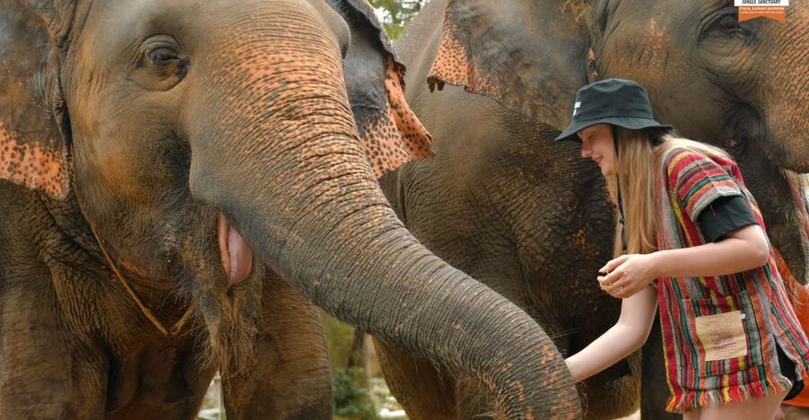 Phuket: Elephant Jungle Sanctuary Ethical Feeding Experience - What the Phuket elephant visit is really like