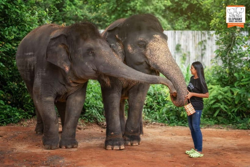 Phuket: Elephant Jungle Sanctuary Ethical Feeding Experience - FAQ
