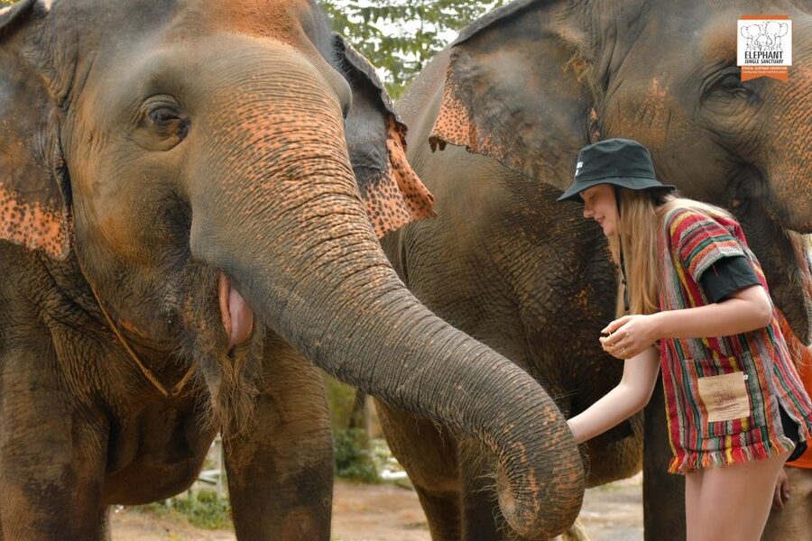 Phuket: Elephant Jungle Sanctuary Ethical Feeding Experience - The one-hour schedule and what you do at each stage