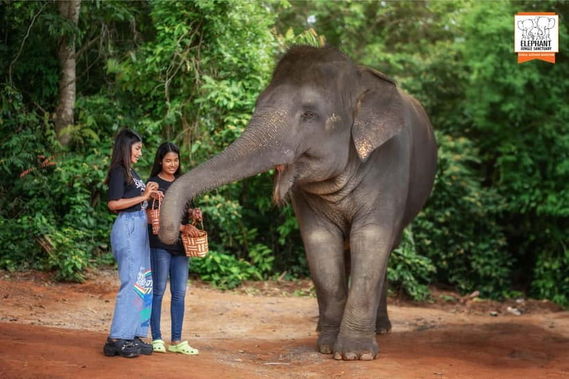 Phuket: Elephant Jungle Sanctuary Ethical Feeding Experience - Who will enjoy this sanctuary visit most?