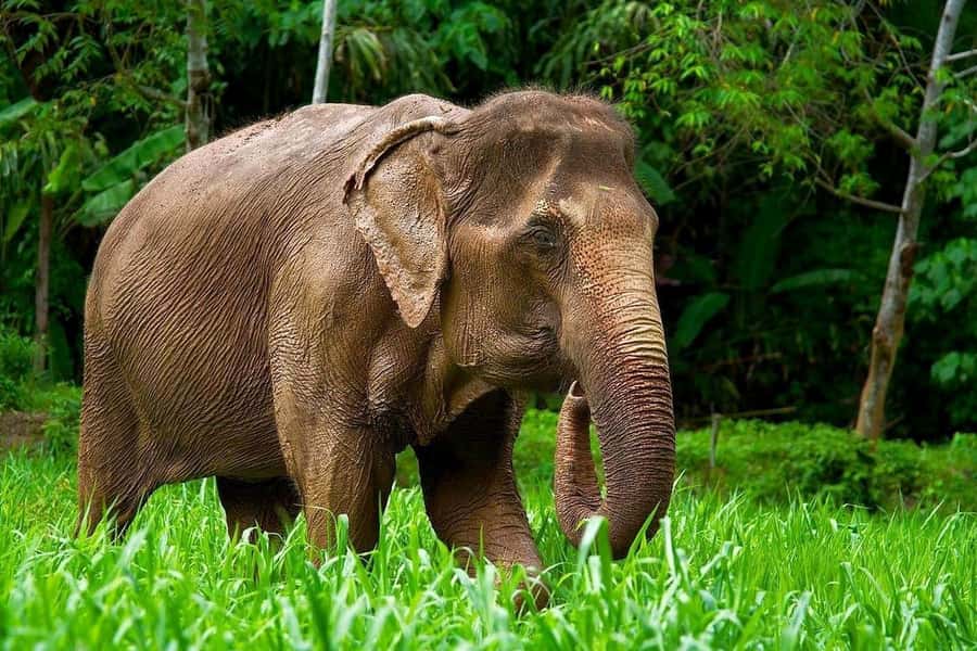 Phuket: Elephant Nature Reserve Entry Ticket and Guided Tour - Key points to know before booking
