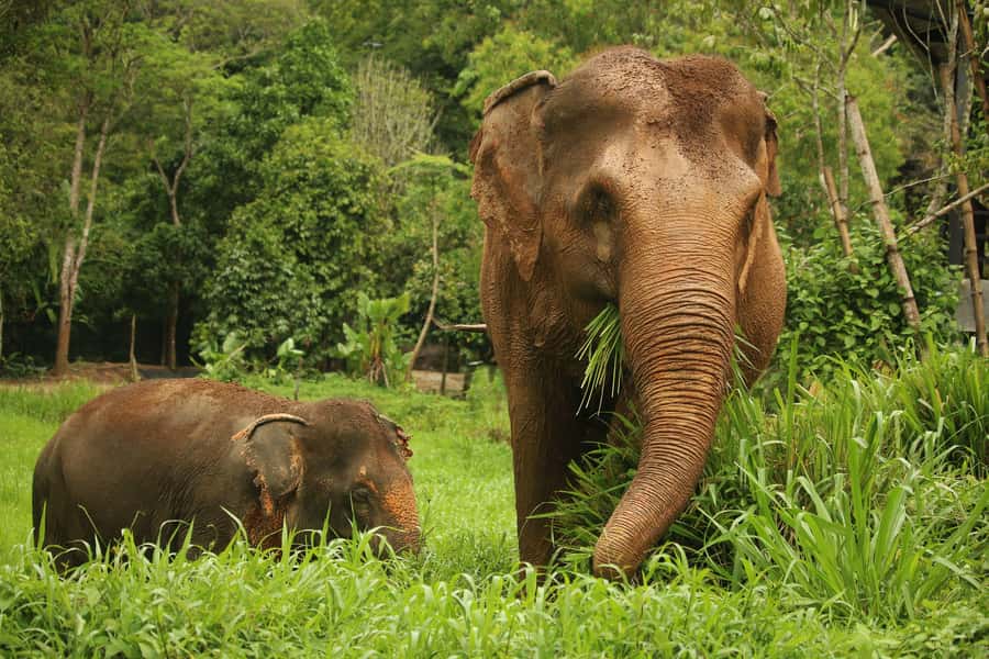 Phuket: Elephant Nature Reserve Entry Ticket and Guided Tour - The opening briefing sets the tone