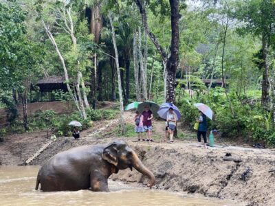 Elephant Nature Reserve Entry Ticket and Guided Tour