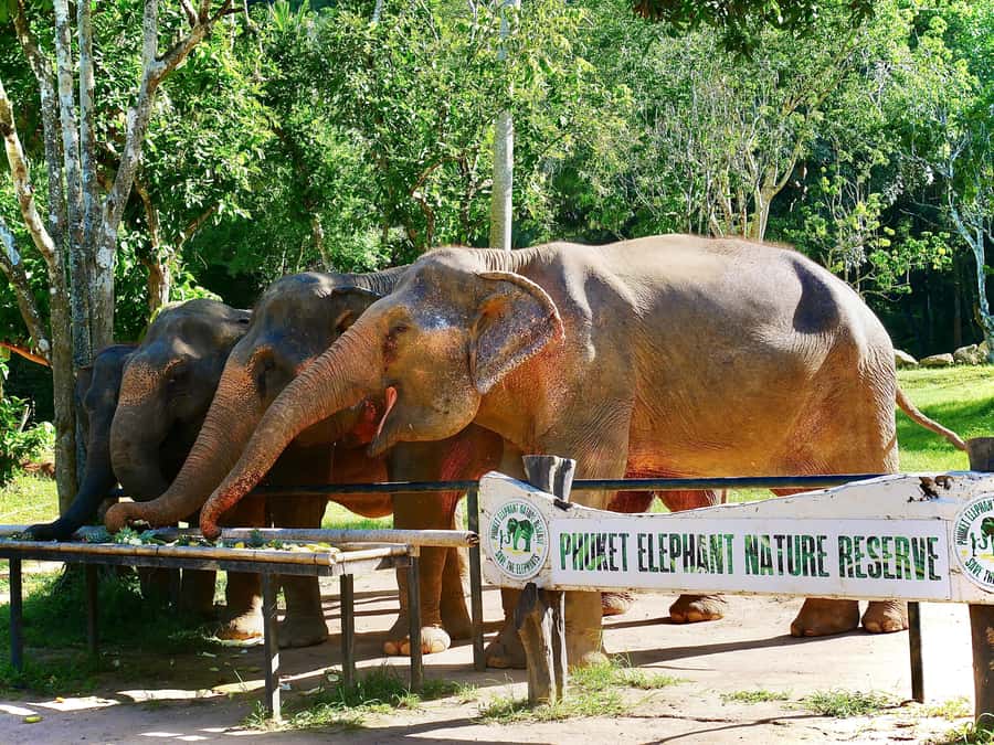 Phuket: Elephant Nature Reserve Entry Ticket and Guided Tour - Preparing breakfast gives you a useful role
