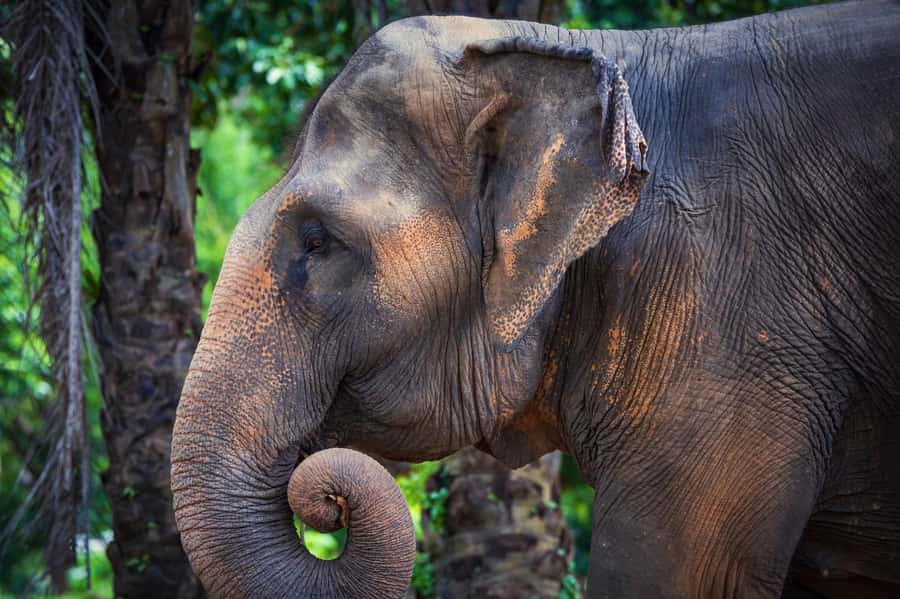 Phuket: Elephant Nature Reserve Entry Ticket and Guided Tour - Watching the elephants in the forest