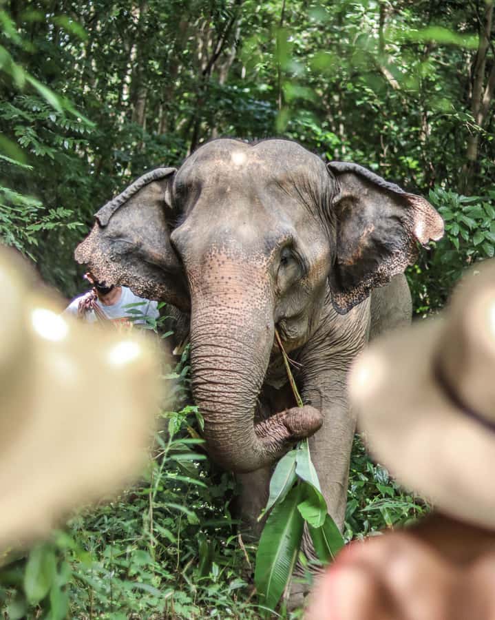 Phuket: Elephant Nature Reserve Entry Ticket and Guided Tour - Photo opportunities without staged contact