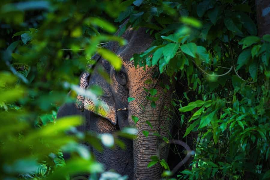Phuket: Elephant Nature Reserve Entry Ticket and Guided Tour - What the $37 price includes