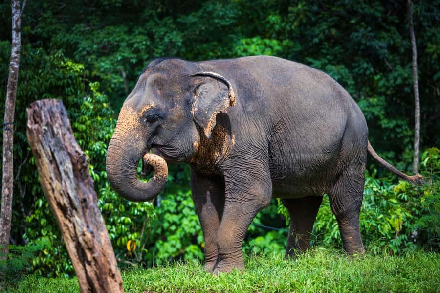 Phuket: Elephant Nature Reserve Entry Ticket and Guided Tour - Practical planning for a smoother visit