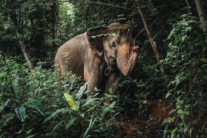 Phuket Elephant Nature Reserve Ethical Sanctuary - Preparing elephant food with the mahouts