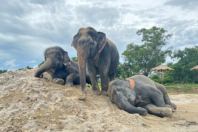 Phuket: Elephant Nature Walk - Guided Tour with Transport - Key points to know before you book