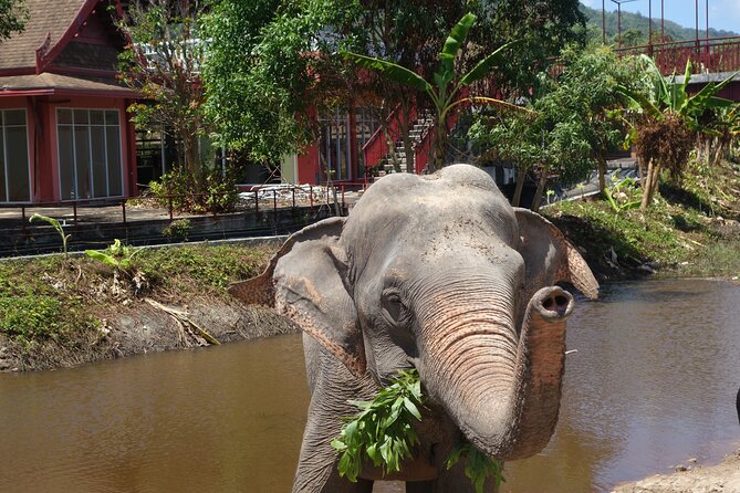 Phuket: Elephant Nature Walk - Guided Tour with Transport - Following the elephants instead of a fixed show