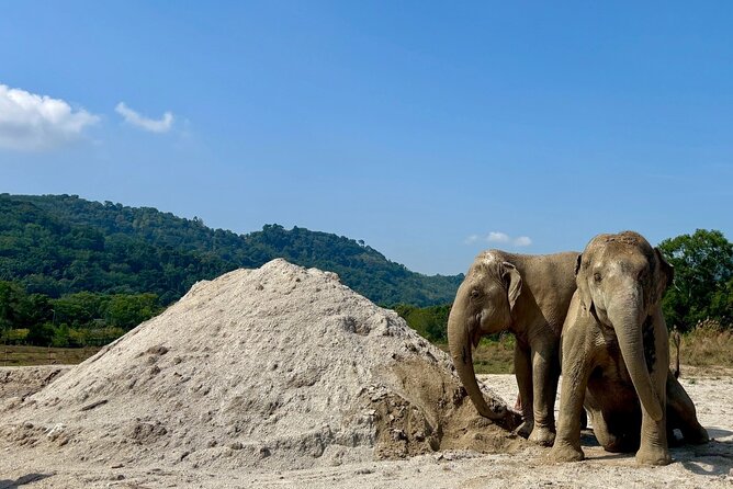Phuket: Elephant Nature Walk - Guided Tour with Transport - Walking to the mud wall