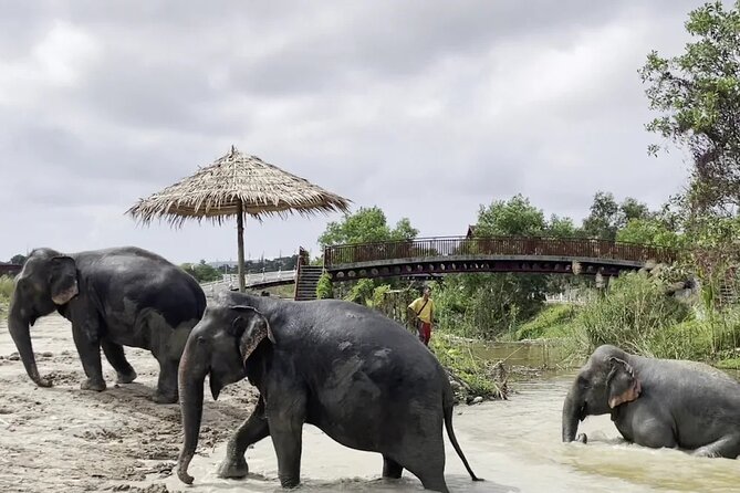 Phuket: Elephant Nature Walk - Guided Tour with Transport - Transport, timing, and group size