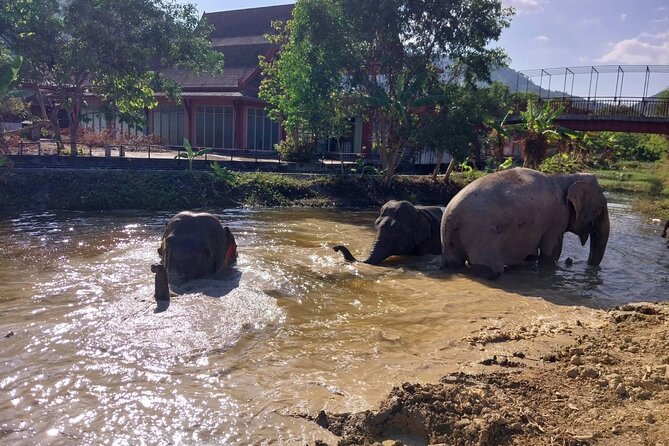 Phuket: Elephant Nature Walk - Guided Tour with Transport - Is $52.15 good value?