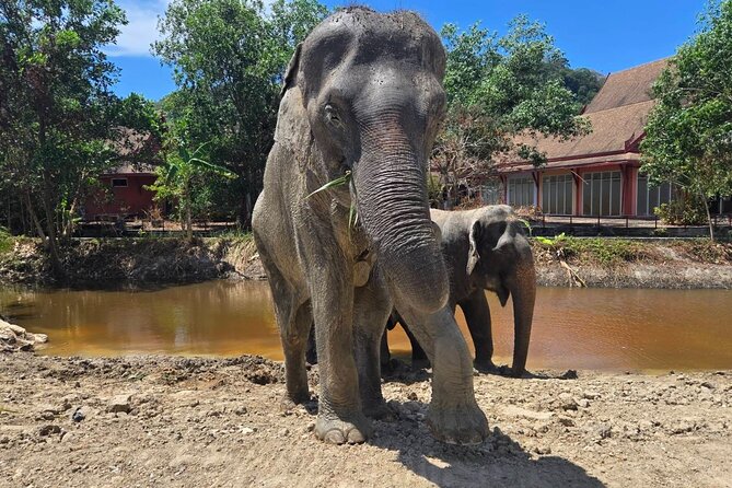 Phuket: Elephant Nature Walk - Guided Tour with Transport - Feeding time with bananas and sugar cane