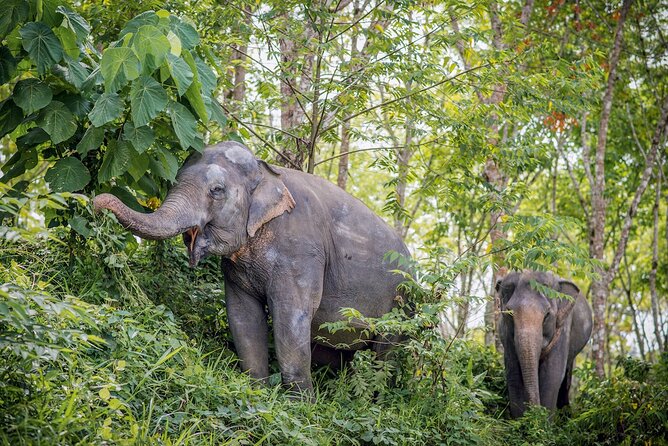 Phuket Elephant Sanctuary Canopy Walkway Tour - Why this sanctuary feels different from a typical elephant attraction