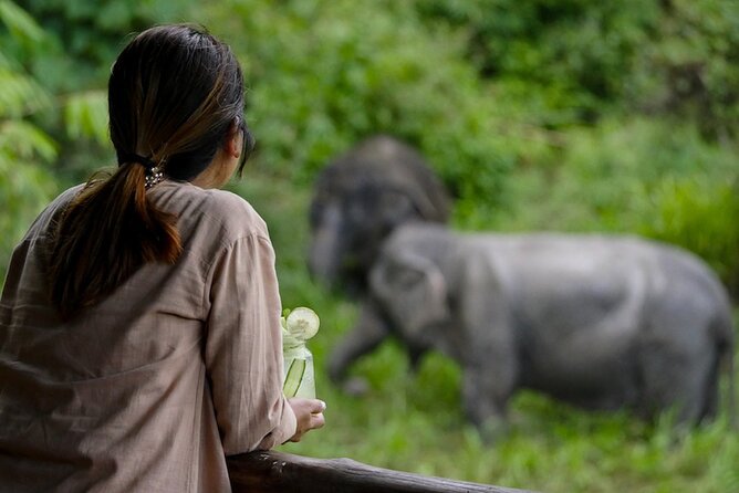 Phuket Elephant Sanctuary Canopy Walkway Tour - Feeding the elephants with limited contact