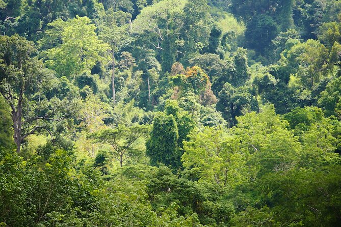 Phuket Elephant Sanctuary Canopy Walkway Tour - A 90-minute schedule that moves at an easy pace