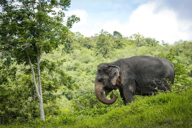Phuket Elephant Sanctuary Canopy Walkway Tour - Starting with snacks, a film, and practical instructions