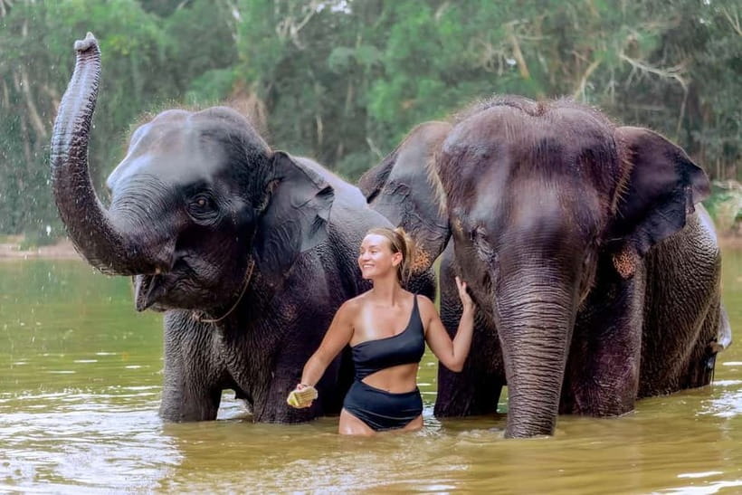 Phuket: Elephant Sanctuary Feed and Bathe Gentle Giants - Key points at a glance
