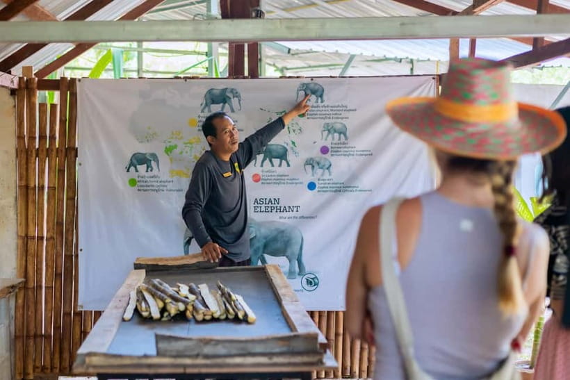 Phuket: Elephant Sanctuary Feed and Bathe Gentle Giants - What the elephant bathing session is really like