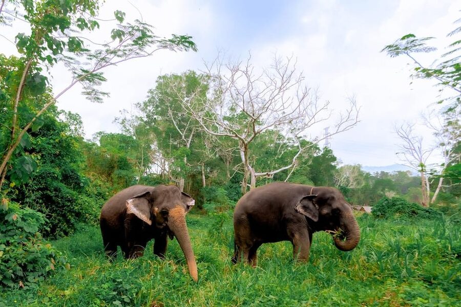 Phuket: Elephant Sanctuary Feed and Bathe Gentle Giants - What the $56 price includes