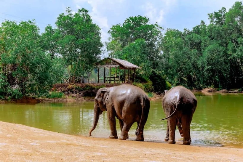 Phuket: Elephant Sanctuary Feed and Bathe Gentle Giants - A calmer alternative to traditional elephant attractions