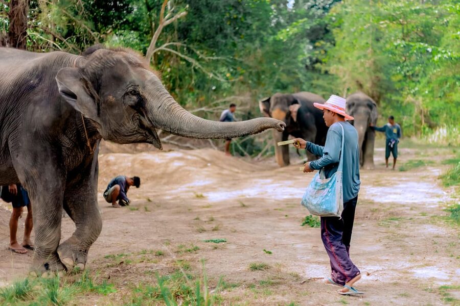 Phuket: Elephant Sanctuary Feed and Bathe Gentle Giants - Who will enjoy this Phuket experience