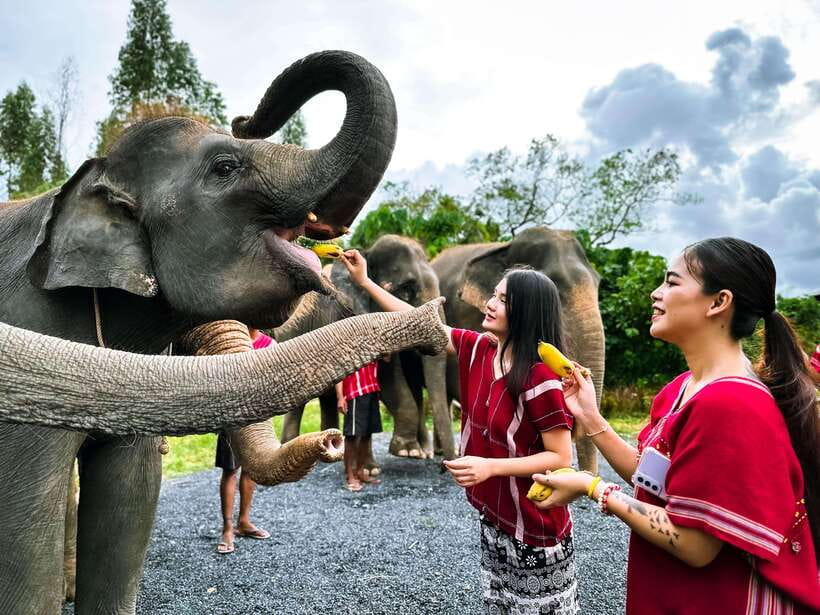 Phuket : Experience feeding and bathing elephants 1.5 Hrs. - Preparing food and feeding the baby elephants
