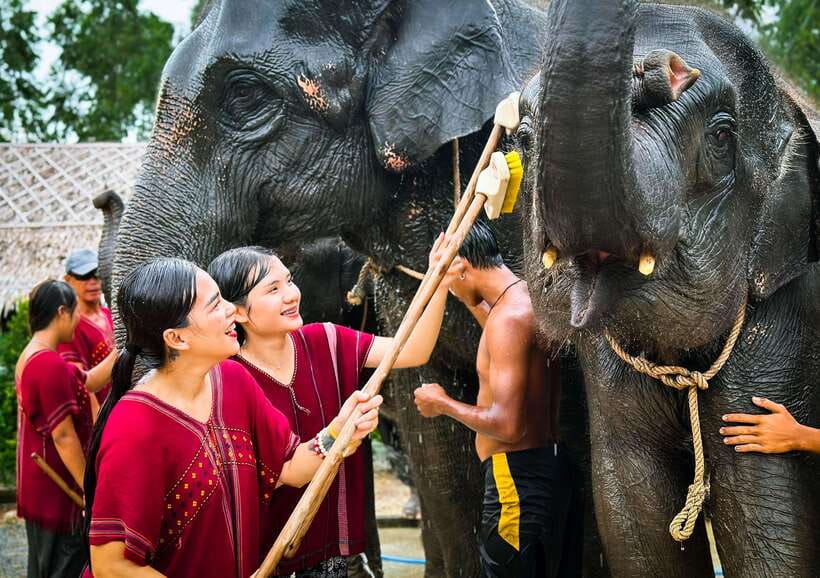 Phuket : Experience feeding and bathing elephants 1.5 Hrs. - Bathing the elephants means getting completely soaked