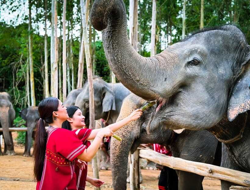 Phuket : Experience feeding and bathing elephants 1.5 Hrs. - How ethical does this elephant experience feel?