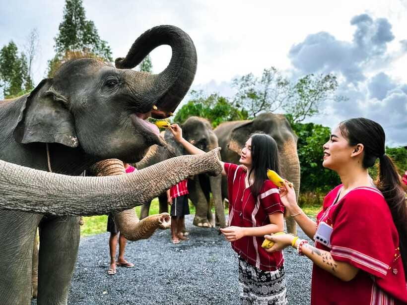 Phuket : Experience feeding and bathing elephants 1.5 Hrs. - Is $48 a fair price?